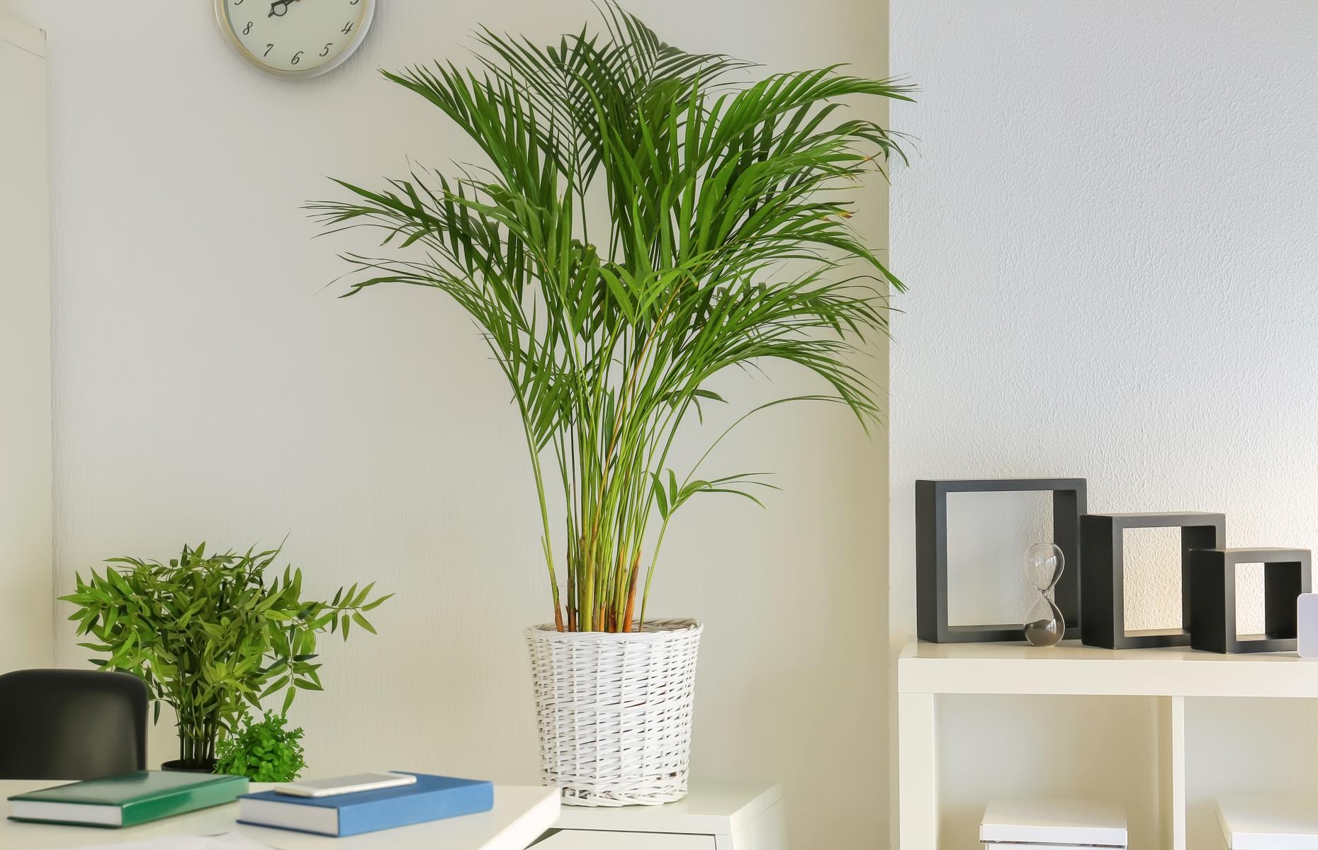 Dónde colocar una palmera areca